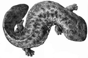 Japanischer Riesensalamander (Andrias japonicus); Illustration