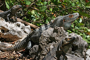 Männliches Tier und zwei Weibchen(Nationalpark Barra Honda, Costa Rica)