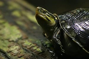 Amboina-Scharnierschildkröte (Cuora amboinensis)