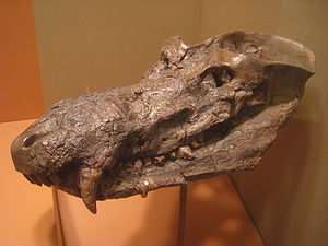 Versteinerter Schädel eines Cynognathus crateronotus