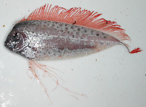 subadulter Bandfisch (Trachipterus arcticus)