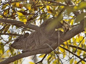 Steppenwald-Baumschliefer (Dendrohyrax arboreus)