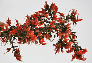 Blühender Zweig des Malabar-Lackbaums (Butea monosperma)