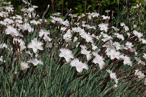 Dianthus japonicus