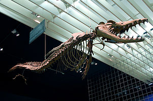 Dorudon atrox, Skelettrekonstruktion im Naturmuseum Senckenberg in Frankfurt am Main.