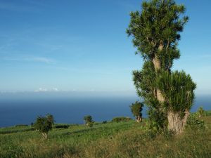 Dracaena reflexa auf Réunion