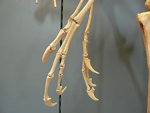 Rekonstruierte Handknochen von Dromaeosaurus  im Muséum national d'Histoire naturelle in Paris