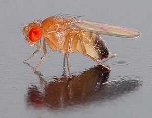 Schwarzbäuchige Taufliege (Drosophila melanogaster), männlich