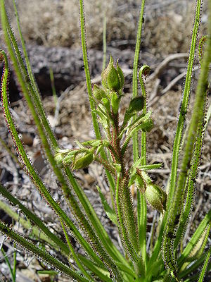 Taublatt (Drosophyllum lusitanicum)