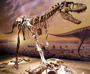 Skelettrekonstruktion von Albertosaurus im Royal Tyrrell Museum in Alberta