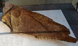Fossiler Schädel von Dsungaripterus weii im Paläozoologischen Museum von China