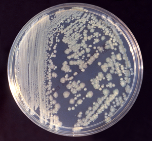 Enterobacter cloacaeKolonien auf einer Nähragarplatte