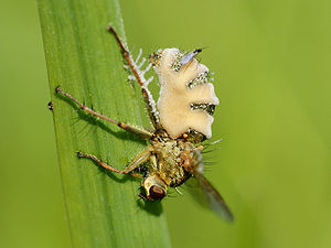 Vom Fliegentöter (Entomophthora muscae) befallene Gelbe Dungfliege (Scathophaga stercoraria)