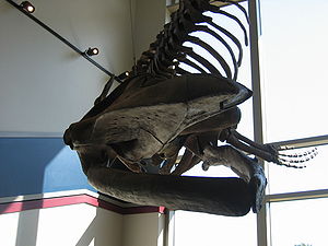 Skelett des Eobalaenoptera harrisoni
