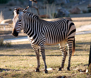 Bergzebra (Equus zebra) im Walt Disney World Resort