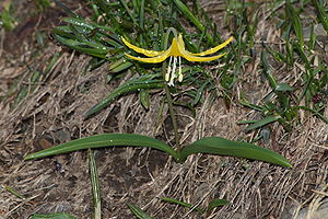 Erythronium grandiflorum subsp. grandiflorum