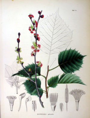 Vielmännige Schönulme (Euptelea polyandra), Illustration