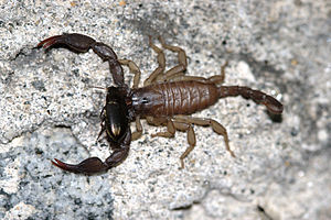 Euscorpius italicus