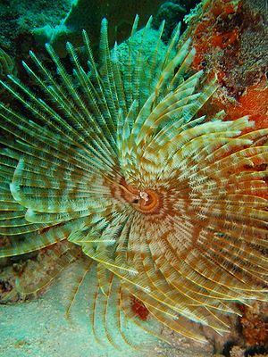 Feather duster worm.jpg