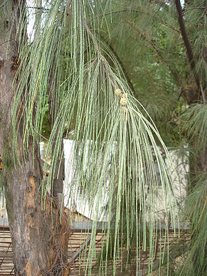 Schachtelhalmblättrige Kasuarine (Casuarina equisetifolia), Zweige mit Blütenständen.