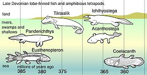 Devonische Rhipidistier (und Schwestergruppe Hohlstachler: Actinistier [Coelacanth])