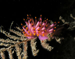 Flabellina pedata nudibranch.jpg