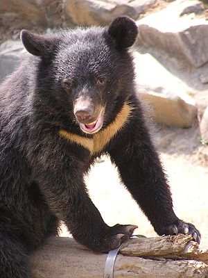 Formosan Black Bear.JPG