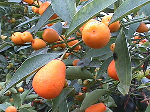 Kumquat (Fortunella spec., hier die Malaiische Kumquat)