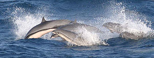 Gruppe von Borneodelfinen