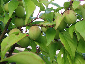 Fruits of Japanese plum.jpg