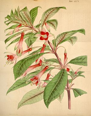Fuchsia denticulata, Illustration