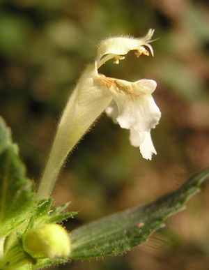Blüte eines Gelben Hohlzahns (Galeopsis segetum)