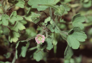 Rundblättriger Storchschnabel (Geranium rotundifolium)