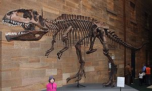 Skelettreplikat von Giganotosaurus im Australian Museum in Sydney