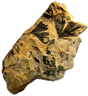 Ginkgoites huttoni, fossiler Blattabdruck, Mittlerer Jura