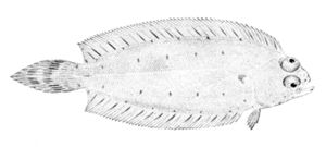 Glyptocephalus cynoglossus.jpg