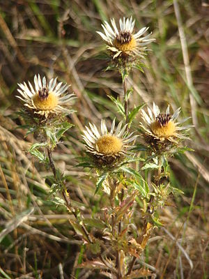 Golddistel (Carlina vulgaris)