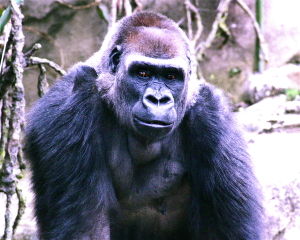 Westlicher Gorilla (Gorilla gorilla)