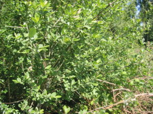 Grauwe wilg (Salix cinerea).JPG