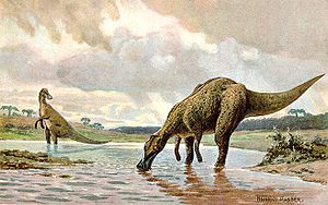 Hadrosaurier unbestimmter Gattung, 1916 von Heinrich Harder gezeichnet