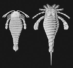 Links Pterygotus, rechts Eurypterus,aus Kunstformen der Natur von Ernst Haeckel.