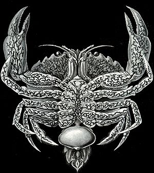 Eine von Sacculina befallene Krabbe mit typischem sackartigem Auswuchs Ernst Haeckel's Kunstformen der Natur, 1904.