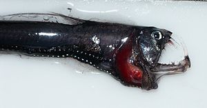 Pazifischer Viperfisch (Chauliodus macouni)