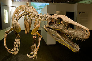 Skelettreplikat von Herrerasaurus in einer Sonderausstellung des Senckenberg Naturmuseums in Frankfurt am Main.