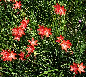 Hesperantha coccinea-Sorte als Zierpflanze