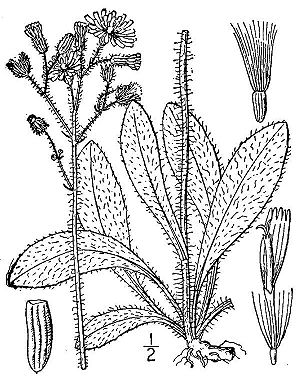 Wiesen-Habichtskraut (Hieracium  caespitosum)