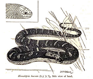 Homalopsis buccata, Zeichnung von Nelly de Rooij aus Reptiles of the Indo-Australian Archipelago. Leiden. Vol 2. 1915.