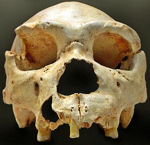 „Schädel Nummer 5“ aus der „Sima de los huesos“ bei Atapuerca