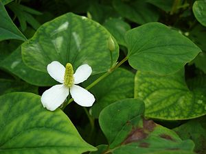 Houttuynia cordata, Blätter und Blütenstand, mit vier weißen Hochblättern und vielen hüllblattlosen Blüten.