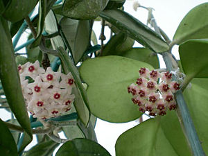 Hoya kerrii, Blütenstand und Blätter